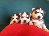 Maviş Gözlü Safkan Husky Minikler