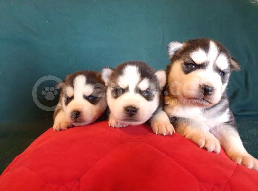 Maviş Gözlü Safkan Husky Minikler görsel