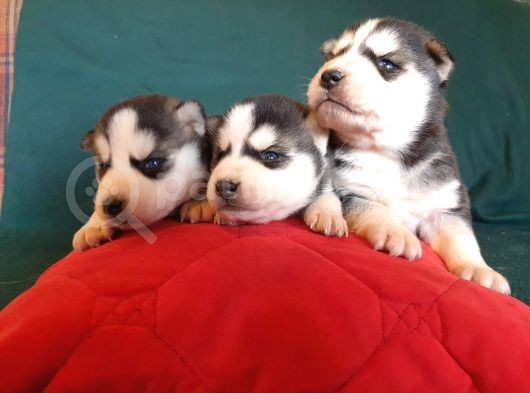 Maviş Gözlü Safkan Husky Minikler
