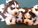 Maviş Gözlü Safkan Husky Minikler