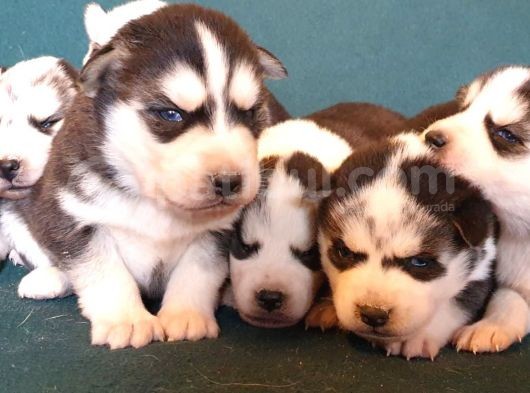 Maviş Gözlü Safkan Husky Minikler görsel