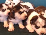 Maviş Gözlü Safkan Husky Minikler