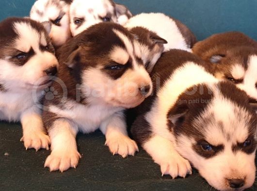 Maviş Gözlü Safkan Husky Minikler görsel