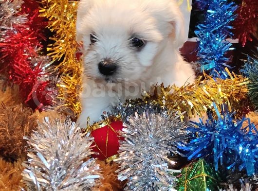 Maltese Terrier Pamuk Gibi Yavrular görsel