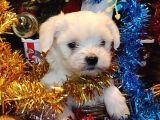 Maltese Terrier Pamuk Gibi Yavrular