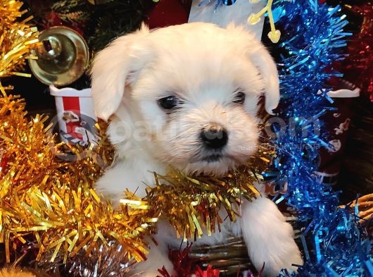 Maltese Terrier Pamuk Gibi Yavrular görsel