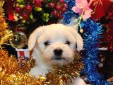 Maltese Terrier Pamuk Gibi Yavrular
