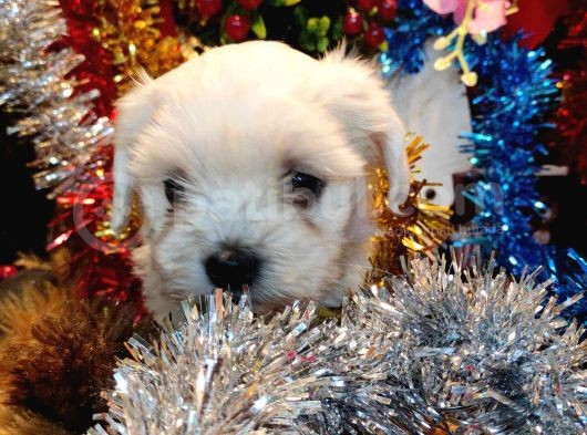 Maltese Terrier Pamuk Gibi Yavrular