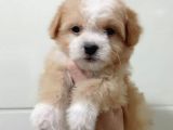 Baby Face Dişi Maltipoo Yavrum