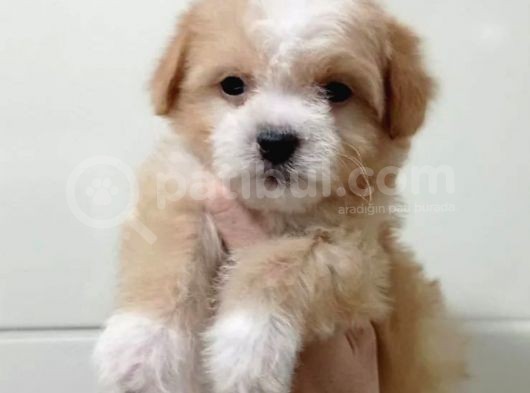 Baby Face Dişi Maltipoo Yavrum görsel