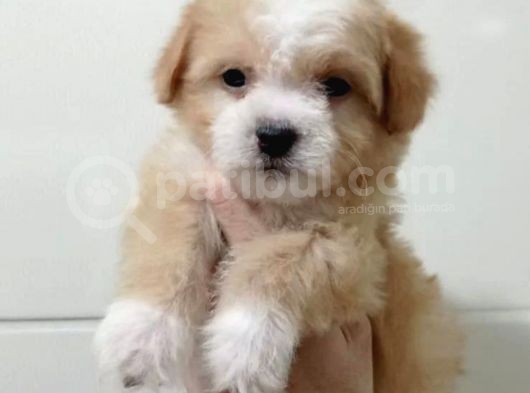 Baby Face Dişi Maltipoo Yavrum