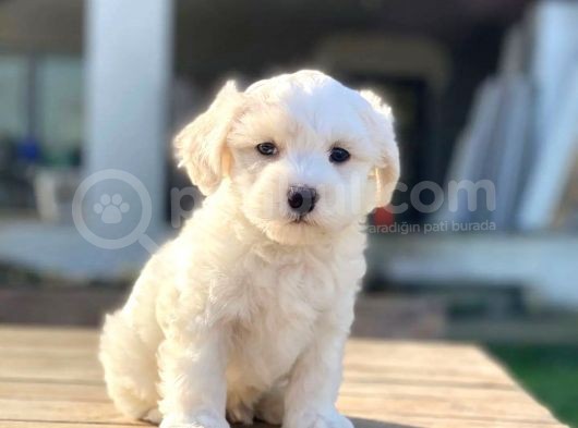 Bebek Surat Dişi Maltese Yavrum görsel