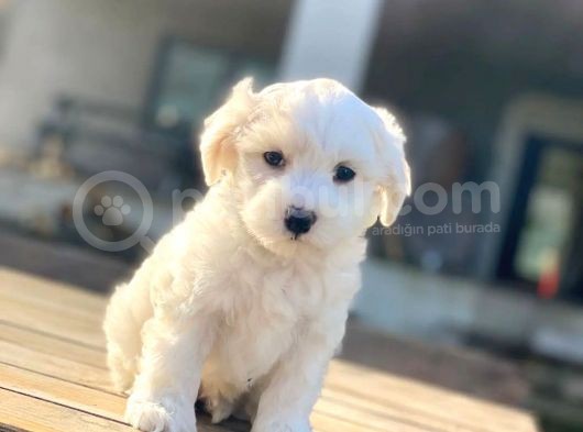Bebek Surat Dişi Maltese Yavrum görsel