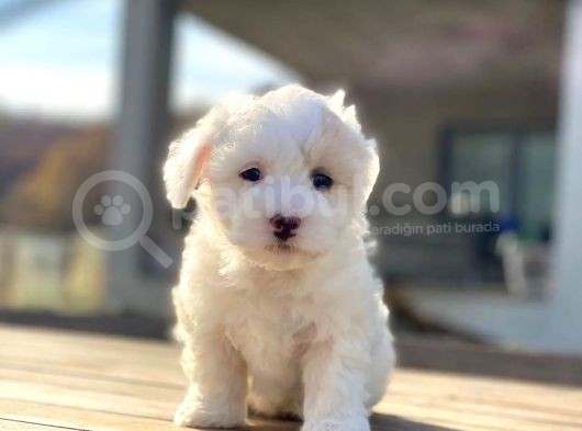 Bebek Surat Dişi Maltese Yavrum görsel