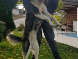 Maviş Gözlü Safkan Husky Minikler