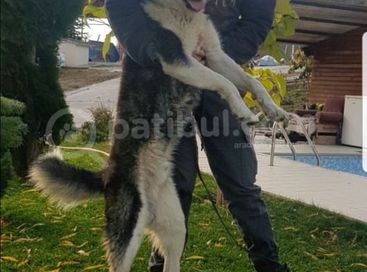 Maviş Gözlü Safkan Husky Minikler görsel