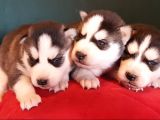 Maviş Gözlü Safkan Husky Minikler