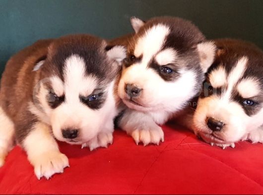 Maviş Gözlü Safkan Husky Minikler görsel