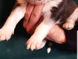 Maviş Gözlü Safkan Husky Minikler