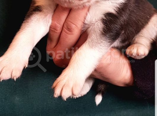Maviş Gözlü Safkan Husky Minikler görsel