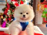 Safkan Pomeranian Boo Yavrularımız
