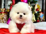 Safkan pomeranian boo yavrularımız