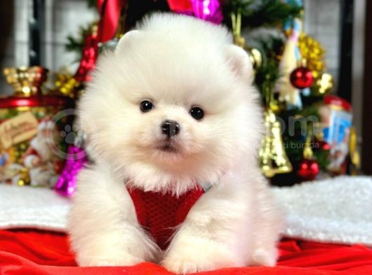 Safkan Pomeranian Boo Yavrularımız
