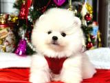 Safkan Pomeranian Boo Yavrularımız
