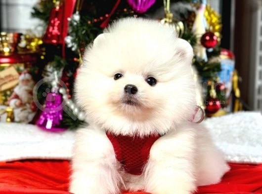 Safkan Pomeranian Boo Yavrularımız görsel