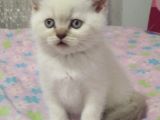 BEBEK YÜZLÜ BRİTİSH SHORTHAİR BLUE POİNT YAVRULAR