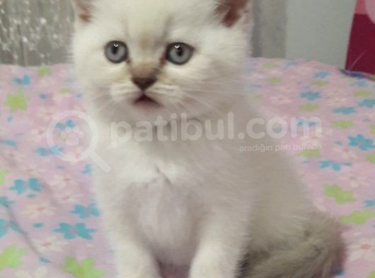Bebek Yüzlü Bri̇ti̇sh Shorthai̇r Blue Poi̇nt Yavrular