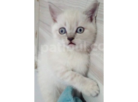 Bebek Yüzlü Bri̇ti̇sh Shorthai̇r Blue Poi̇nt Yavrular görsel