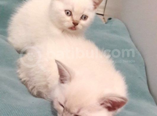 Bebek Yüzlü Bri̇ti̇sh Shorthai̇r Blue Poi̇nt Yavrular görsel