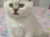 Bebek Yüzlü Bri̇ti̇sh Shorthai̇r Blue Poi̇nt Yavrular