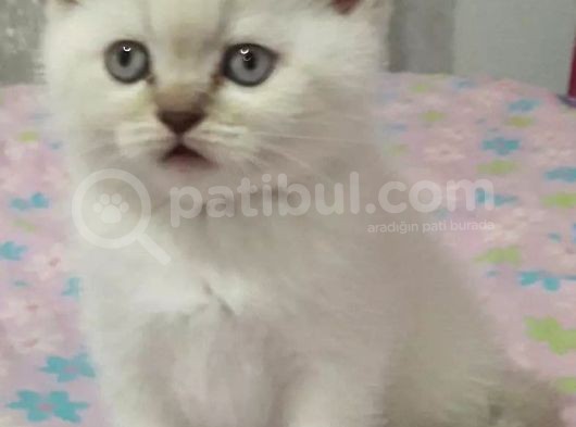 Bebek Yüzlü Bri̇ti̇sh Shorthai̇r Blue Poi̇nt Yavrular görsel