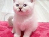 Bebek Yüzlü Bri̇ti̇sh Shorthai̇r Blue Poi̇nt Yavrular