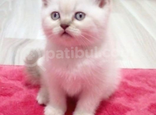 Bebek Yüzlü Bri̇ti̇sh Shorthai̇r Blue Poi̇nt Yavrular görsel