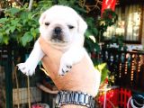 Beyaz Pug Yavrulari