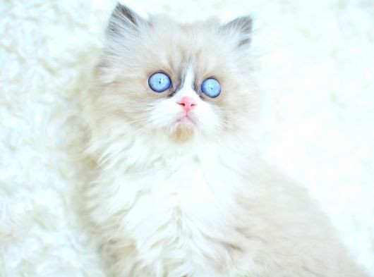 Mas Mavi̇ Gözlü Ragdoll Yavrumuz