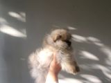 Ayı Surat Teacup Pomeranian  Erkek Yavrumuz