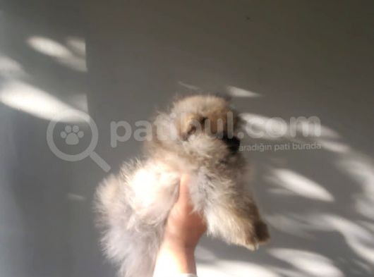 Ayı Surat Teacup Pomeranian  Erkek Yavrumuz görsel