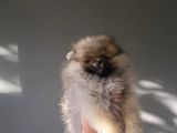 Ayı Surat Teacup Pomeranian  Erkek Yavrumuz