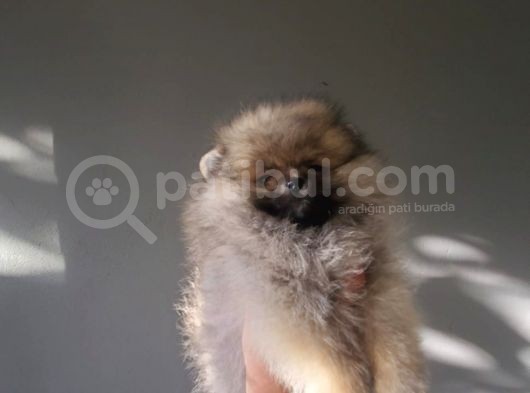 Ayı Surat Teacup Pomeranian  Erkek Yavrumuz görsel