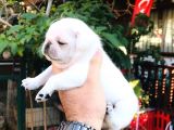 Beyaz Pug Yavrulari