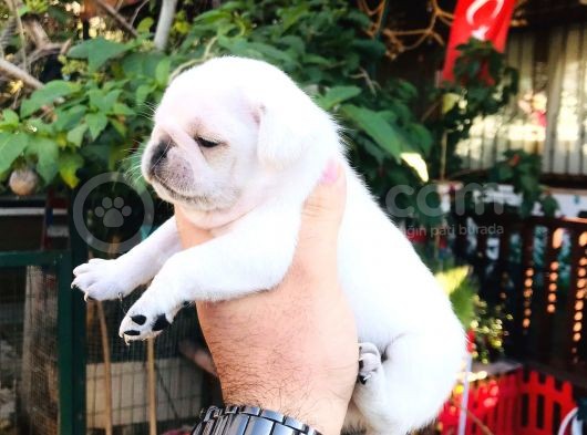 Beyaz Pug Yavrulari görsel