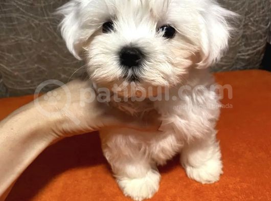 Üst Kalite Maltese Büyümeyen Yavrular görsel