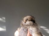 Ayı Surat Teacup Pomeranian  Erkek Yavrumuz