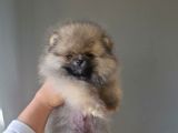 Ayı Surat Teacup Pomeranian  Erkek Yavrumuz