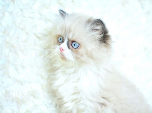 Mas Mavi̇ Gözlü Ragdoll Yavrumuz görsel