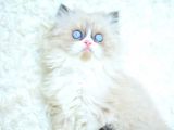 Mas Mavi̇ Gözlü Ragdoll Yavrumuz